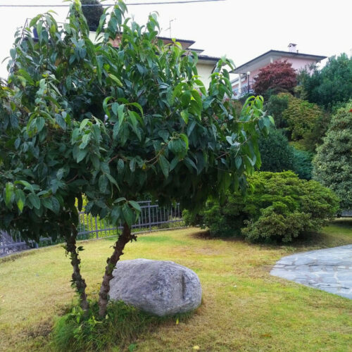 Nonsolo acqua giardini